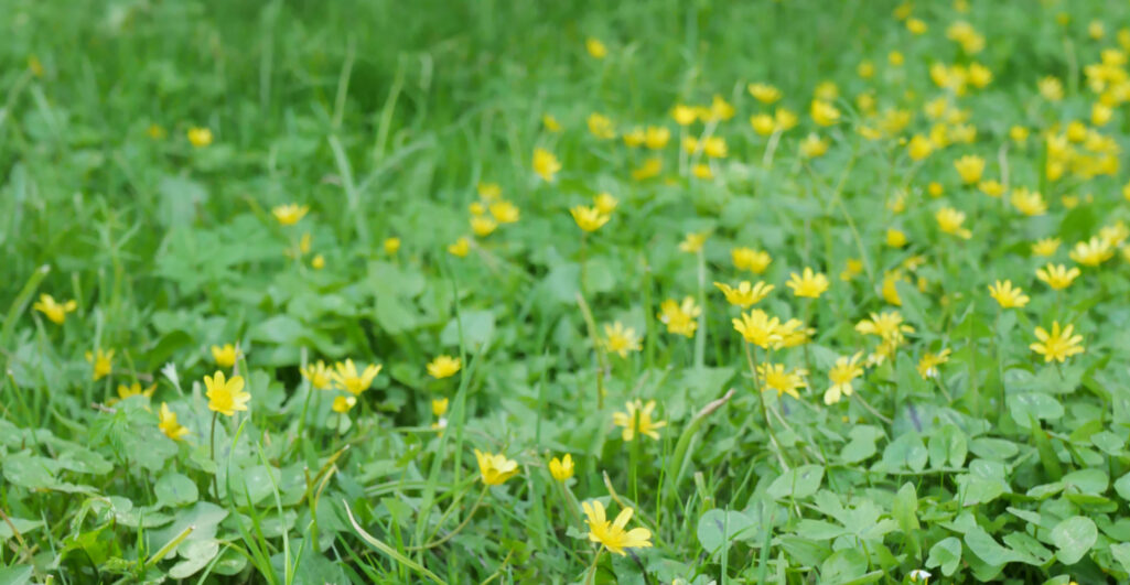 Ett fält fyllt av gula blommor (svalört)