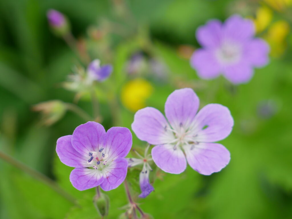 Midsommarblomster